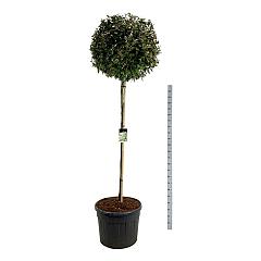 Elaeagnus ebb. 'Compacta'