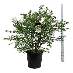 Euonymus alatus