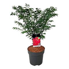 Euonymus alat. 'Compactus'