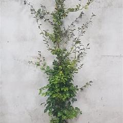 Fagus sylvatica