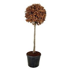 Fagus sylvatica