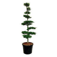Fagus sylvatica