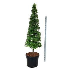 Fagus sylvatica