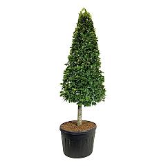 Fagus sylvatica