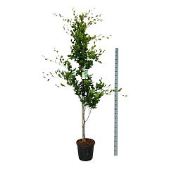 Fagus syl. 'Dawyck Gold'