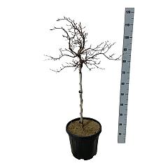 Fagus syl. 'Rohan Weeping'