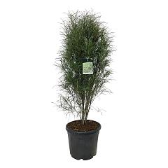 Frangula alnus Fine Line
