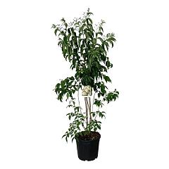 Heptacodium miconioides