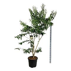 Heptacodium miconioides