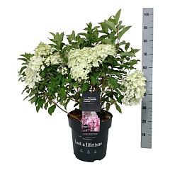 Hydrangea pan. 'Colorful Cocktail'