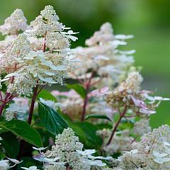 Hydrangea pan. 'Early Harry'