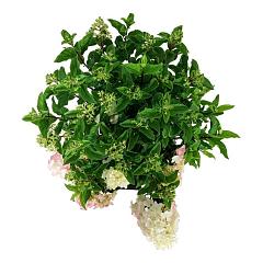 Hydrangea pan. 'Little Love'