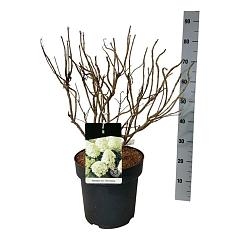 Hydrangea pan. 'Little Spooky' ®