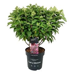 Hydrangea pan. 'Pinky Promise'®