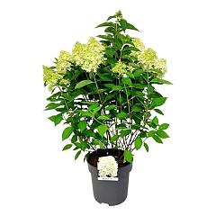 Hydrangea pan. 'Skyfall' (R)