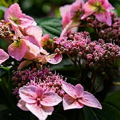 Hydrangea s. 'Magic Pillow' (R)