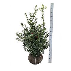 Ilex aq. 'Alaska'