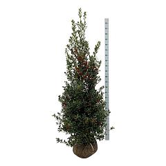 Ilex aq. 'Alaska'