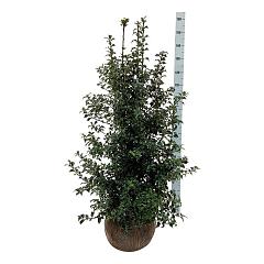 Ilex aquipernyi Dragon Lady