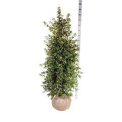 Ilex aquipernyi Dragon Lady