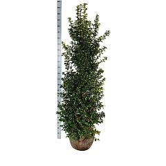Ilex aquipernyi Dragon Lady