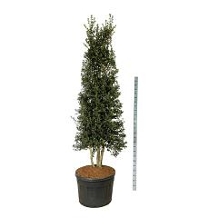 Ilex aquipernyi Dragon Lady