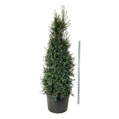Ilex aquipernyi Dragon Lady