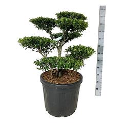 Ilex crenata 'Blondie'