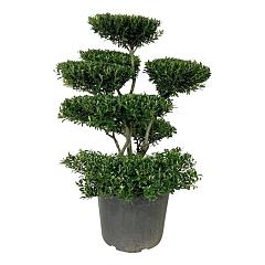 Ilex crenata 'Blondie'