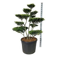 Ilex crenata 'Blondie'