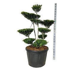 Ilex crenata 'Blondie'
