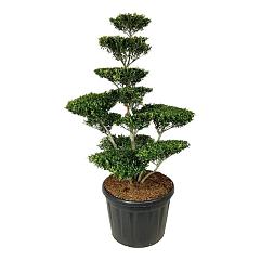 Ilex crenata 'Blondie'