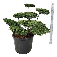 Ilex crenata 'Convexa'