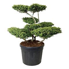 Ilex crenata 'Convexa'