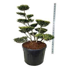 Ilex crenata 'Green Lustre'