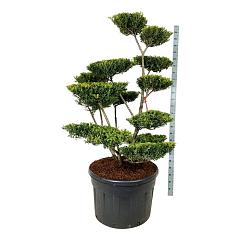 Ilex crenata 'Green Lustre'