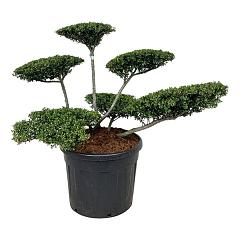 Ilex crenata 'Stokes'