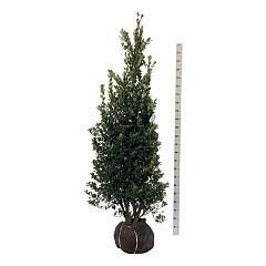Ilex meserv. 'Heckenblau'
