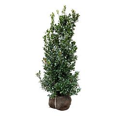 Ilex meserv. 'Heckenfee'