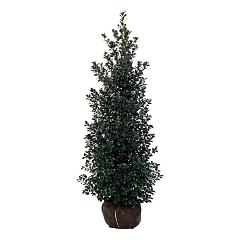 Ilex meserv. 'Heckenfee'