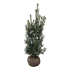 Ilex meserv. 'Heckenpracht'