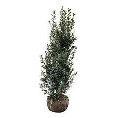 Ilex meserv. 'Heckenpracht'