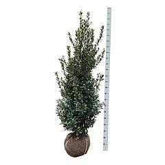 Ilex meserv. 'Heckenpracht'