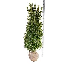 Ilex meserv. 'Heckenstar'