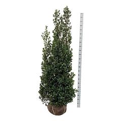 Ilex meserv. 'Heckenstar'