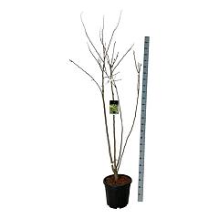 Koelreuteria paniculata