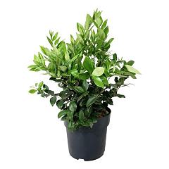 Ligustrum japonicum 'Texanum'