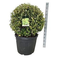 Ligustrum oval. 'Aureum'