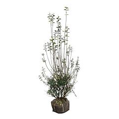 Ligustrum vulg. 'Atrovirens'