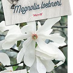 Magnolia loebneri 'Merrill'